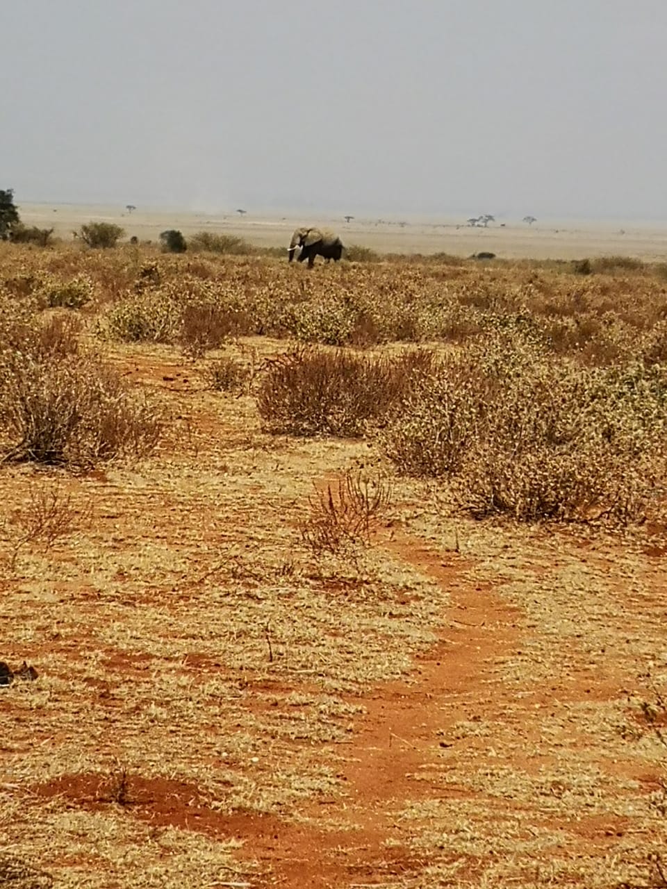 Dürre_Elefant_Amboseli Weg_IMG-20190725-WA0008